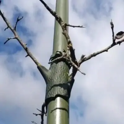 TGA0878 - ECM Camouflage Techniques Employed by Russian Forces